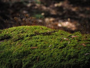 Moss growing on field