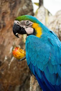 Close-up of parrot perching