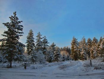 Trees on snow covered field against sky
