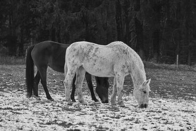 Horse grazing in a field