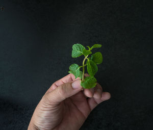 Hand holding plant against black background