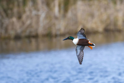 Bird flying over sea