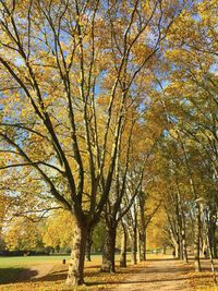 Trees on landscape during autumn