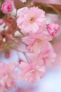 Close-up of pink cherry blossom