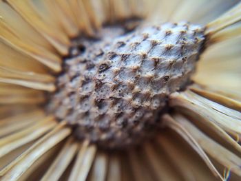Extreme close up of flower