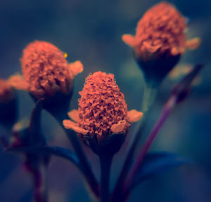 Close-up of orange flowering plant