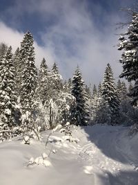 Snow covered pine trees in forest against sky