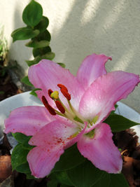 Close-up of pink rose flower