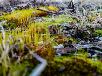 Close-up of grass growing on field