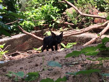 Black cat in a tree