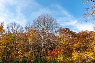 Low angle view of trees against sky during autumn