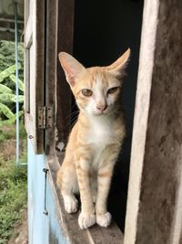 Portrait of cat sitting outdoors