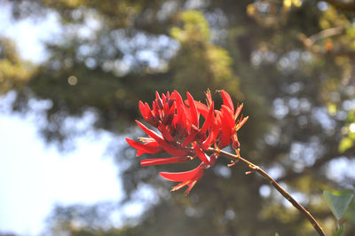 Close-up of red flower against blurred background