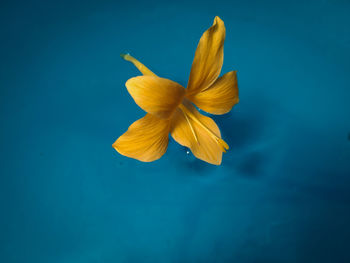 Close-up of yellow flower against blue background