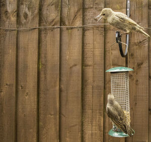 Bird perching on wooden post