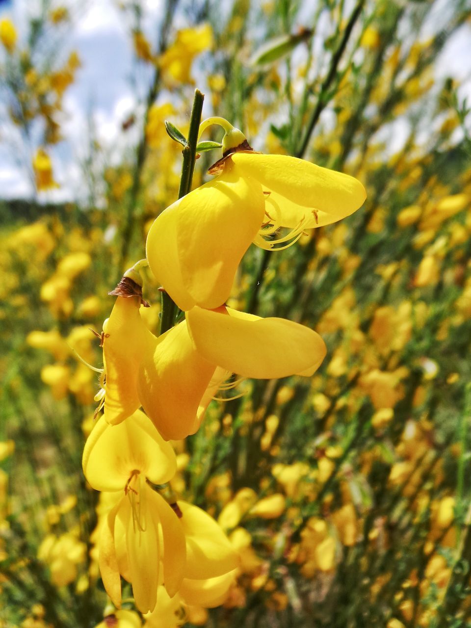 yellow, flower, freshness, petal, growth, focus on foreground, fragility, close-up, flower head, beauty in nature, nature, tree, day, blooming, outdoors, plant, in bloom, branch, blossom, bud