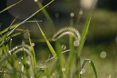 Close-up of green plant on field