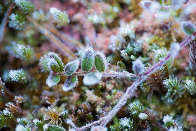 Close-up of frozen plants