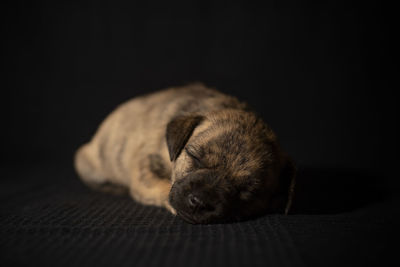 Close-up of a dog sleeping