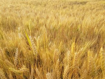 Close-up of wheat field