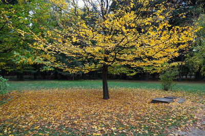 Trees in park during autumn