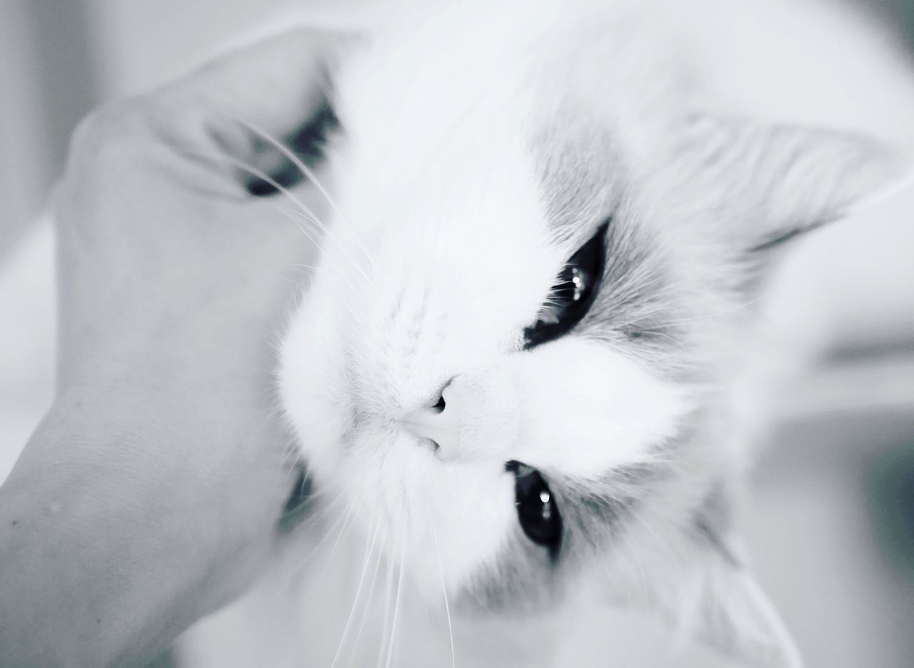 CLOSE-UP OF A CAT WITH HAND