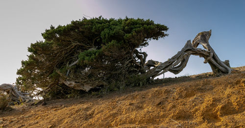 Low angle view of sculpture on field against sky