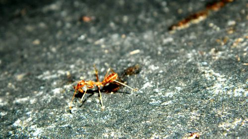 Close-up of insect