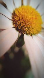 Close-up of sunflower