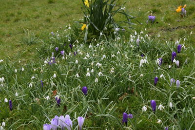 Purple flowers blooming in field