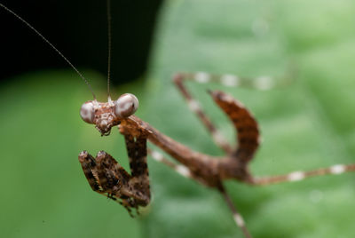 Close-up of insect on leaf