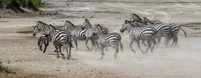 View of zebras