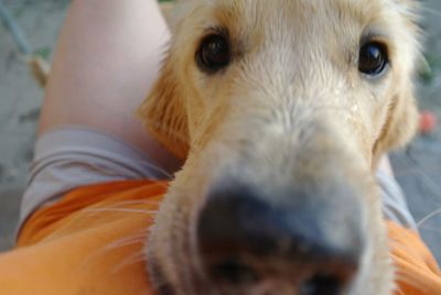 Close-up portrait of dog