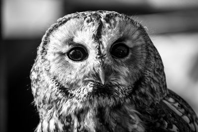 Close-up portrait of owl