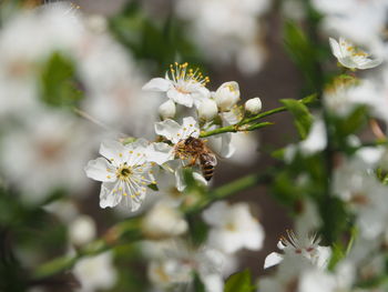 Close-up of insect on white flowering plant