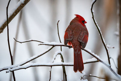 Close-up of bird perching on branch