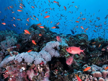 View of fish swimming in sea