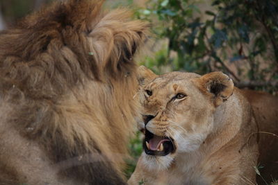 Close-up of lion and lioness at zoo