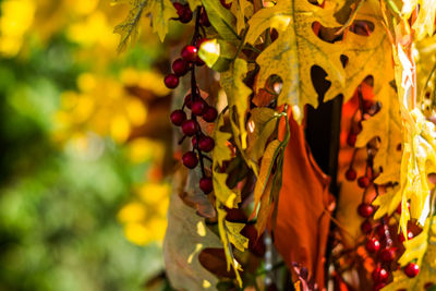 Close-up of yellow flower hanging on tree