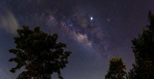 Low angle view of trees against sky at night