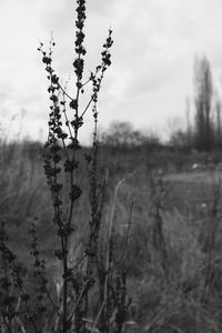 Close-up of plant against blurred background