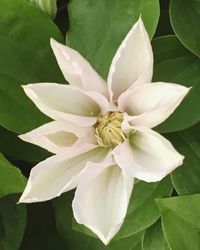 Close-up of white flowers