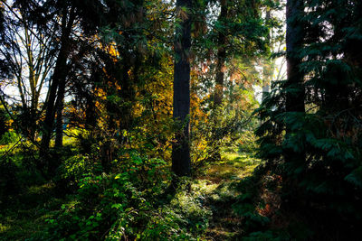 Trees in forest during autumn