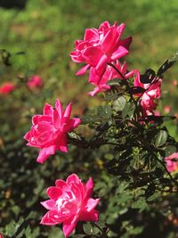 Close-up of pink flowers blooming outdoors