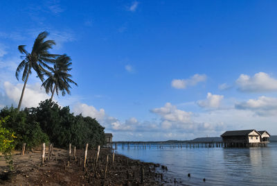 Palm trees on beach