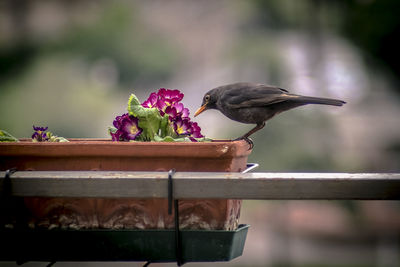 Bird perching on a flower