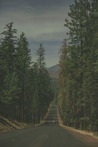 Road amidst trees in forest against sky