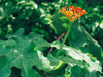 Close-up of flowering plant