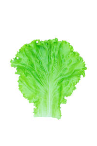 Close-up of leaf against white background