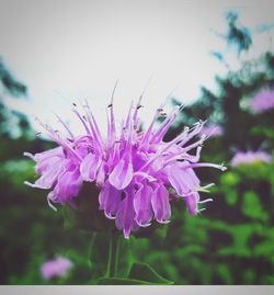 Close-up of purple flowers blooming outdoors
